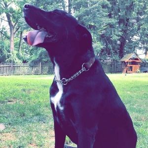 Meet your Posher, Vienna